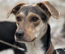 RUSTY, Hund, Mischlingshund in Italien