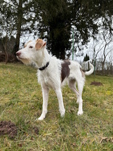 RUNA, Hund, Mischlingshund in Erbach - Bild 2