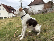 RUNA, Hund, Mischlingshund in Erbach - Bild 3