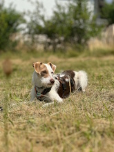 RUNA, Hund, Mischlingshund in Erbach - Bild 5