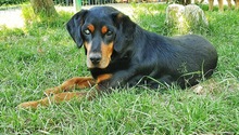 FUCHUR, Hund, Mischlingshund in Kroatien - Bild 2