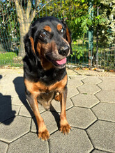 FUCHUR, Hund, Mischlingshund in Kroatien - Bild 4