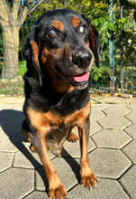 FUCHUR, Hund, Mischlingshund in Kroatien - Bild 5