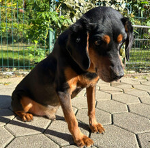 FUCHUR, Hund, Mischlingshund in Kroatien - Bild 6