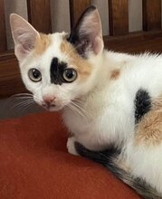 KLAIRIE, Katze, Hauskatze in Griechenland