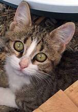 FABIO, Katze, Hauskatze in Griechenland