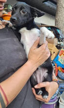 KIKI, Hund, Mischlingshund in Rumänien