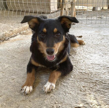 LINDY, Hund, Mischlingshund in Bulgarien