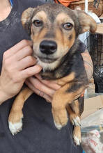SALOME, Hund, Mischlingshund in Rumänien