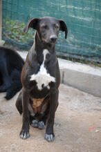 ALICE, Hund, Mischlingshund in Portugal - Bild 2