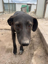 ALICE, Hund, Mischlingshund in Portugal - Bild 3