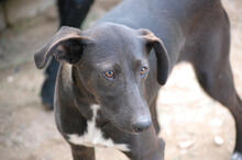 ALICE, Hund, Mischlingshund in Portugal - Bild 6