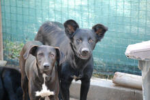 ALICE, Hund, Mischlingshund in Portugal - Bild 7