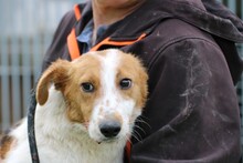 PEANUT, Hund, Jack Russell Terrier-Mix in Rumänien