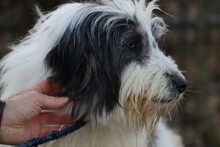 MURI, Hund, Bearded Collie-Briard-Mix in Lohra-Reimershausen - Bild 1