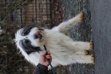 MURI, Hund, Bearded Collie-Briard-Mix in Lohra-Reimershausen - Bild 2