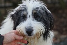 MURI, Hund, Bearded Collie-Briard-Mix in Lohra-Reimershausen - Bild 3