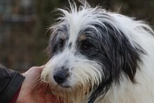 MURI, Hund, Bearded Collie-Briard-Mix in Lohra-Reimershausen - Bild 4