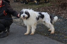 MURI, Hund, Bearded Collie-Briard-Mix in Lohra-Reimershausen - Bild 5