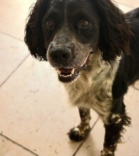 BLAYKE, Hund, English Springer Spaniel in Malta - Bild 1