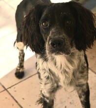 BLAYKE, Hund, English Springer Spaniel in Malta - Bild 2