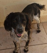 BLAYKE, Hund, English Springer Spaniel in Malta - Bild 3