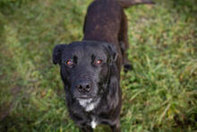 FRITZI, Hund, Mischlingshund in Kroatien - Bild 1