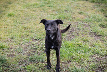 FRITZI, Hund, Mischlingshund in Kroatien - Bild 4