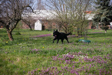 ELTON, Hund, Mischlingshund in Kroatien - Bild 2