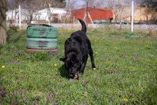 ELTON, Hund, Mischlingshund in Kroatien - Bild 3