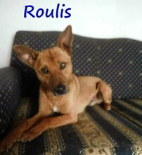 ROULIS, Hund, Mischlingshund in Griechenland