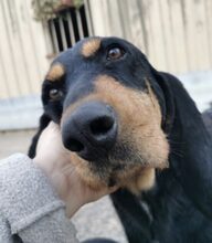 ETTORE, Hund, Segugio Italiano in Italien - Bild 2