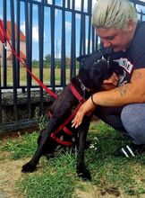 ASTRA, Hund, Labrador-Deutscher Schäferhund-Mix in Kroatien - Bild 2