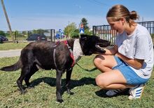 ASTRA, Hund, Labrador-Deutscher Schäferhund-Mix in Kroatien - Bild 3