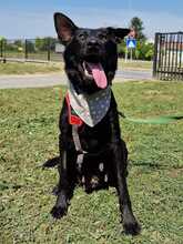 ASTRA, Hund, Labrador-Deutscher Schäferhund-Mix in Kroatien - Bild 4