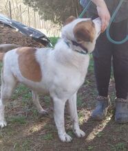 COUDY, Hund, Mischlingshund in Slowakische Republik - Bild 12