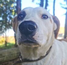 COUDY, Hund, Mischlingshund in Slowakische Republik - Bild 14