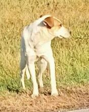 COUDY, Hund, Mischlingshund in Slowakische Republik - Bild 15