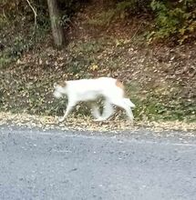 COUDY, Hund, Mischlingshund in Slowakische Republik - Bild 17