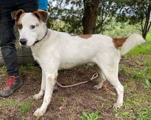 COUDY, Hund, Mischlingshund in Slowakische Republik - Bild 2