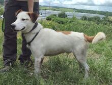 COUDY, Hund, Mischlingshund in Slowakische Republik - Bild 4