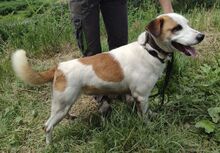 COUDY, Hund, Mischlingshund in Slowakische Republik - Bild 6