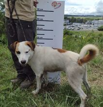 COUDY, Hund, Mischlingshund in Slowakische Republik - Bild 7