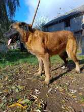 NUZAK, Hund, Mischlingshund in Polen - Bild 1