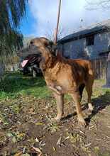 NUZAK, Hund, Mischlingshund in Polen - Bild 2