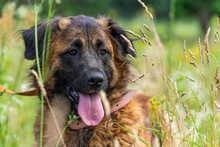 NUZAK, Hund, Mischlingshund in Polen - Bild 4