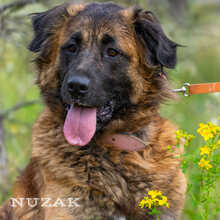 NUZAK, Hund, Mischlingshund in Polen - Bild 6