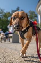 ORION, Hund, Beagle-Mix in Hanau - Bild 10