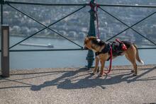 ORION, Hund, Beagle-Mix in Hanau - Bild 11