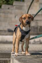 ORION, Hund, Beagle-Mix in Hanau - Bild 13